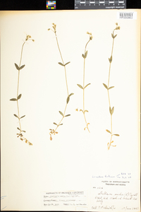 Cerastium fontanum image