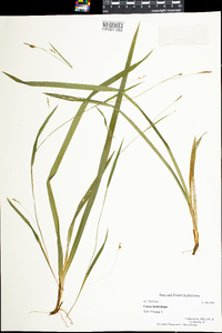 Carex laxiculmis image