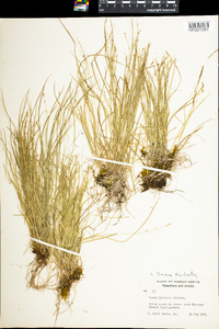 Carex radiata image