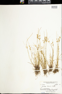 Juncus tenuis image