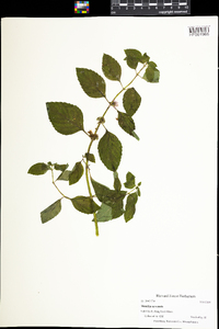 Mentha arvensis image