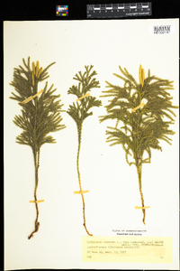 Lycopodium obscurum image