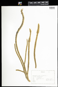 Lycopodiella alopecuroides image