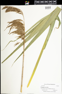 Phragmites australis image