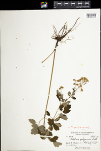 Thalictrum pubescens image