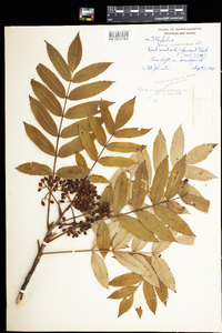 Sorbus americana image