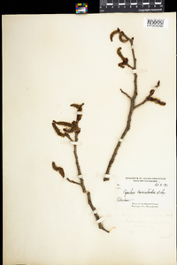 Populus tremuloides image