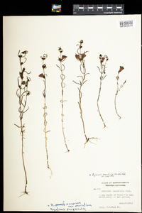 Agalinis paupercula image