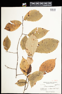 Ulmus americana image