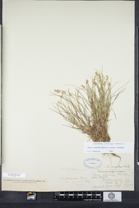 Carex echinata image