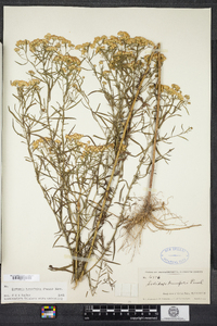 Euthamia caroliniana image