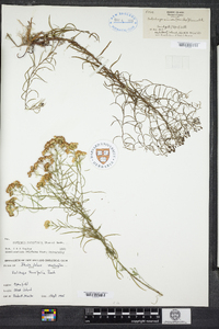 Euthamia caroliniana image