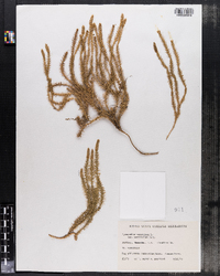 Lycopodium annotinum var. acrifolium image