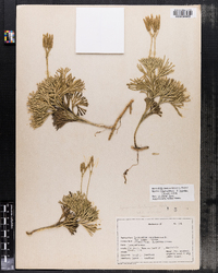 Lycopodium habereri image