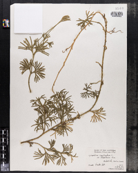 Lycopodium complanatum var. flabelliforme image