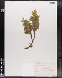 Lycopodium obscurum var. dendroideum image