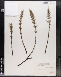 Equisetum arvense image