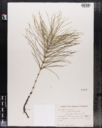 Equisetum arvense var. boreale image
