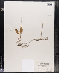 Ophioglossum vulgatum var. pseudopodum image