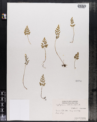 Cryptogramma stelleri image