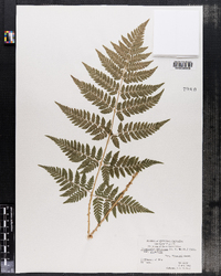 Dryopteris carthusiana image