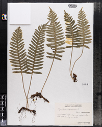 Polypodium virginianum image