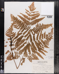 Pteridium aquilinum image