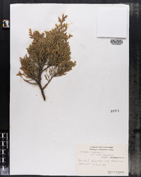 Juniperus virginiana var. crebra image