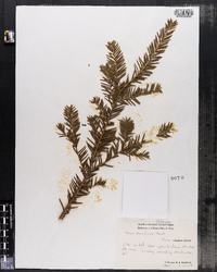 Taxus canadensis image