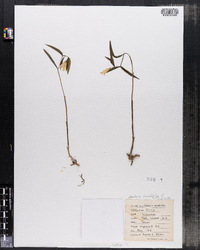 Image of Uvularia sesilifolia