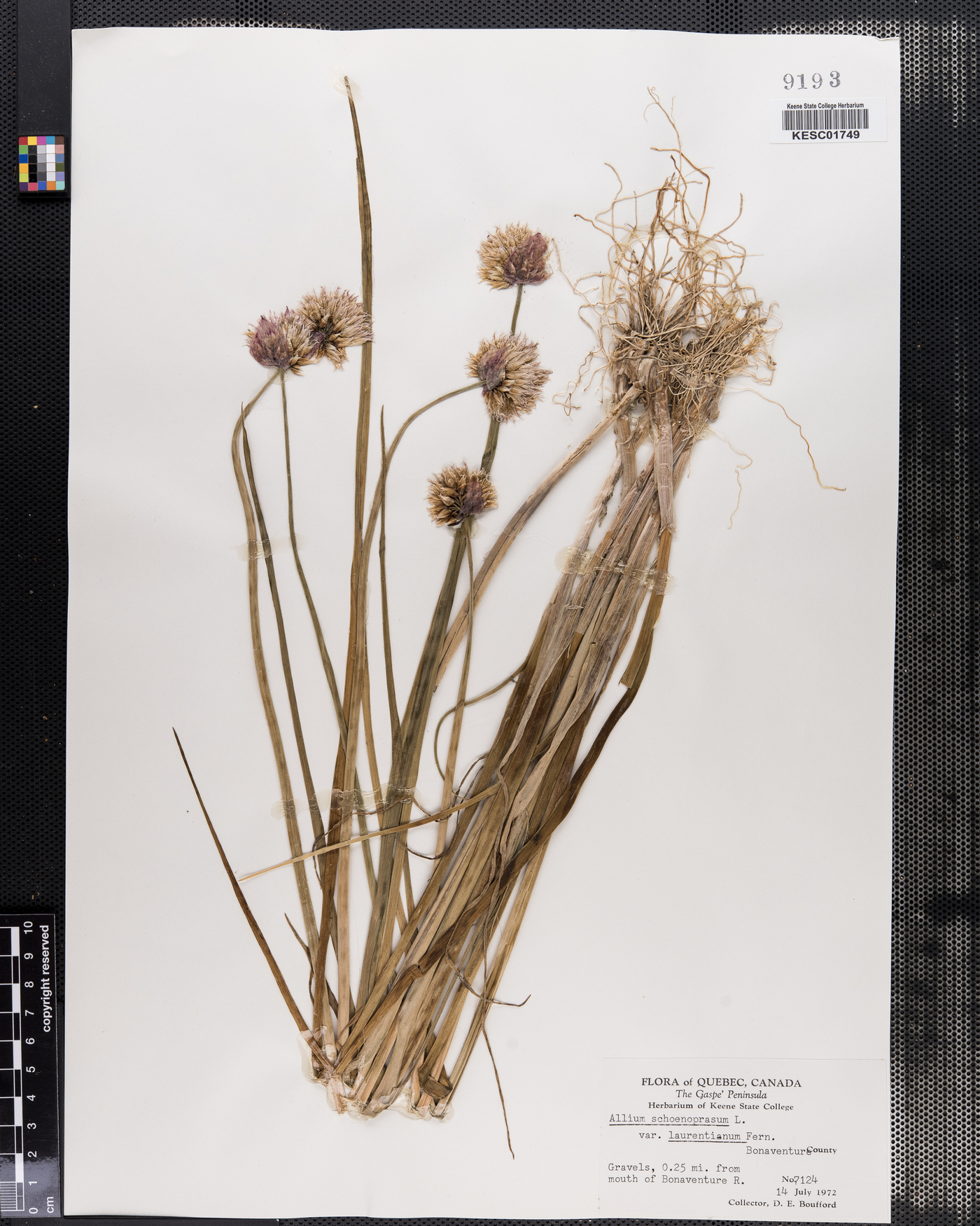 Allium schoenoprasum var. laurentianum image