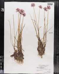 Allium schoenoprasum var. laurentianum image