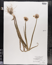 Allium schoenoprasum var. sibiricum image