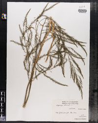 Asparagus officinalis image