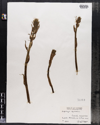 Asparagus officinalis image