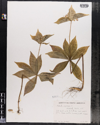 Medeola virginiana image