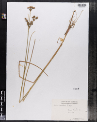 Juncus canadensis image