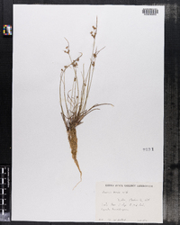 Juncus tenuis image