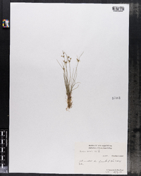 Juncus tenuis image