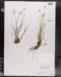 Carex crawfordii image