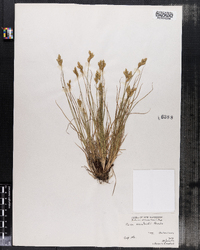 Carex crawfordii image