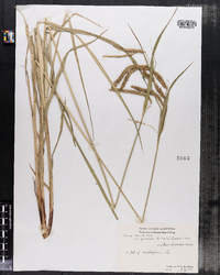 Carex crinita image
