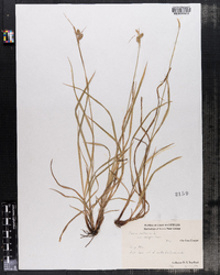 Carex pallescens var. neogaea image