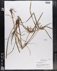 Image of Cyperus engelmanii