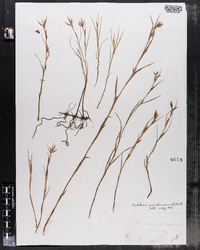 Image of Dulichium spathaceum