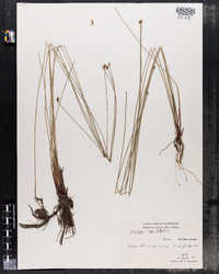 Eleocharis ovata image