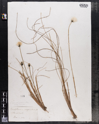 Eriophorum vaginatum var. spissum image