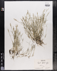 Eragrostis hypnoides image