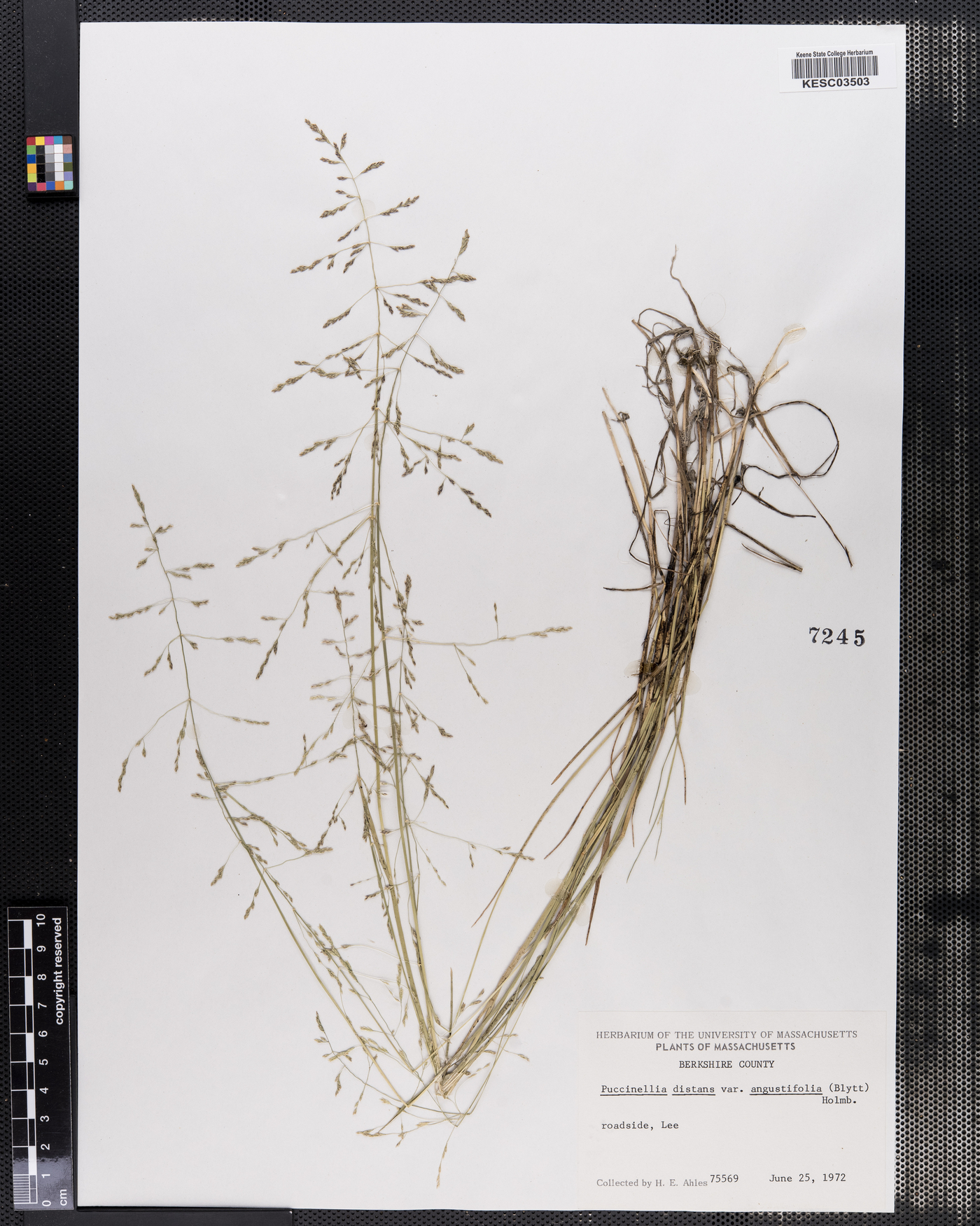 Puccinellia distans var. angustifolia image
