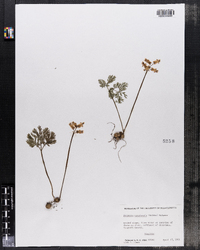 Dicentra canadensis image